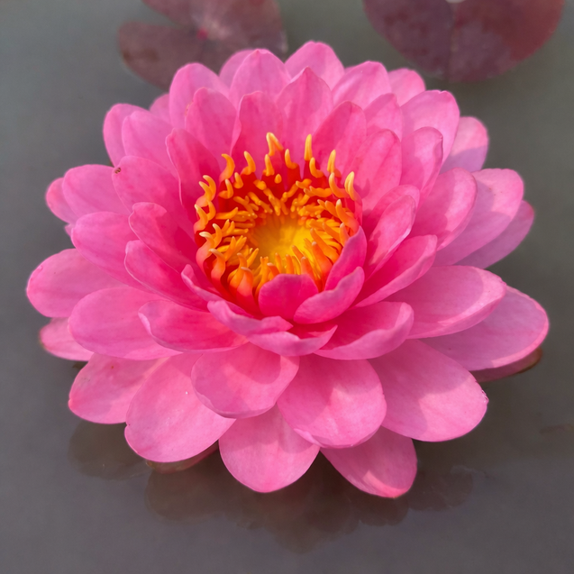 nymphaea beauty rose