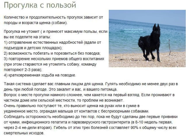 Сколько гулять с собакой утром. Сколько нужно гулять с собакой по времени. Лабрадор на прогулке. Сколько гулять с собакой утром. Сколько нужно гулять с собакой в день.