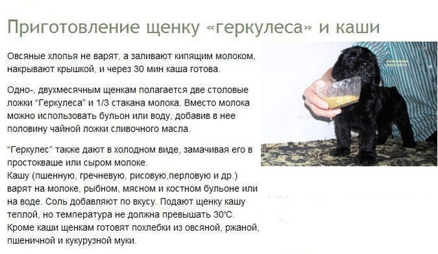 Геркулес собаке можно давать. Геркулес собаке можно давать. Натуральная каша для собак. Геркулес собаке можно давать. Геркулес собаке можно давать.