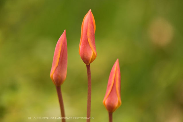 223. Botanische tulpen