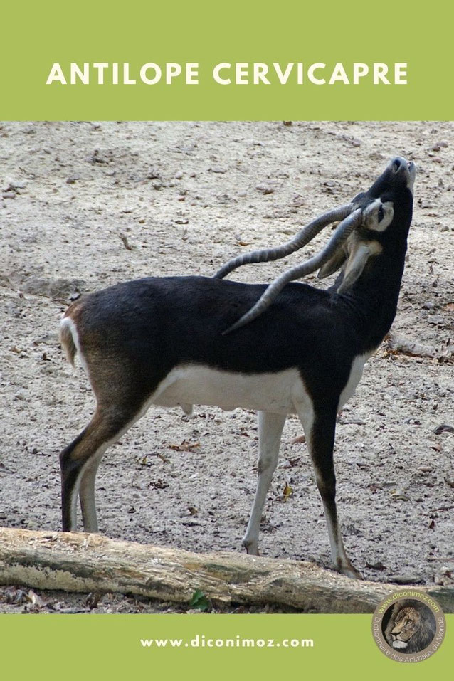 antilope cervicapre fiche animaux