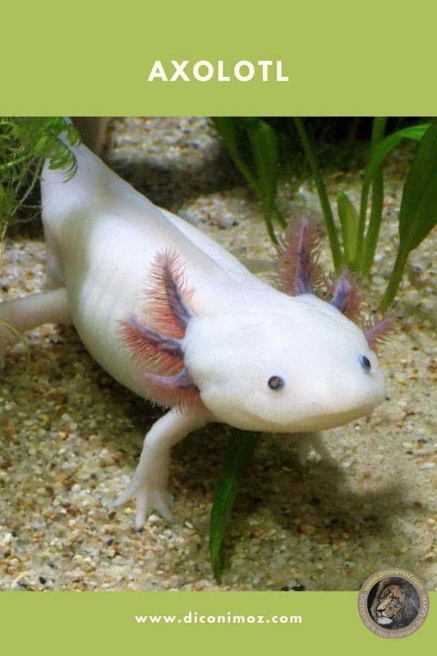 axolotl fiche animaux amphibien