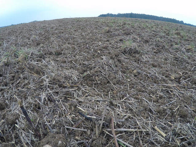 Variante 2 - Mulchsaat nach der ersten Bodenbearbeitung