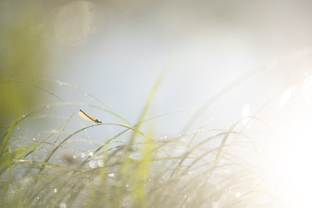 gnj2023, gdt, gdtfoto, sebastian_vogel, naturfotografie, makro