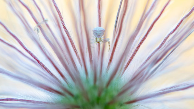 Krabbenspinne, Küchenschelle, Insekten, Spinne, Sebastian Vogel