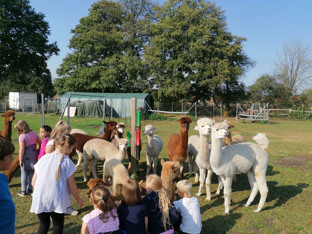 Kindergeburtstag  mal anders bei den Seelenheil-Alpakas