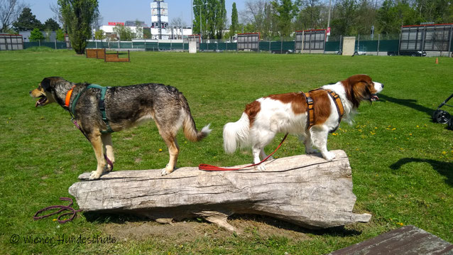 Hundetraining Wien