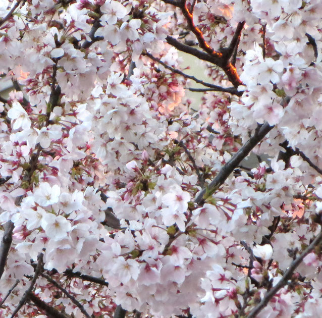 ∞　花さそふ　花のゆくへは　知らねども　惜しむ心は　身にとまりけり　　西行