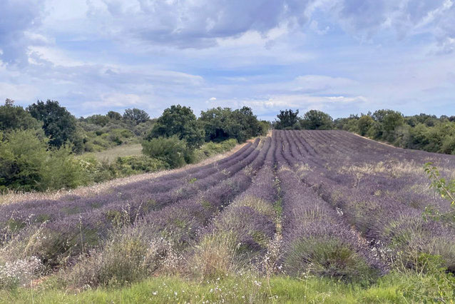 champ de lavandin dans le gard provençal