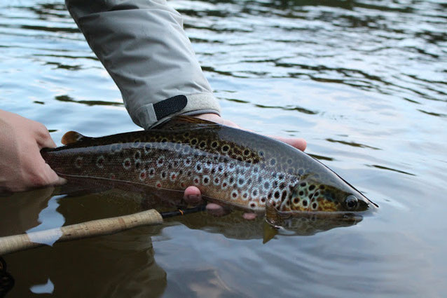 brown trout in Rena on swimming pupa in the dark Norway Flyfishing