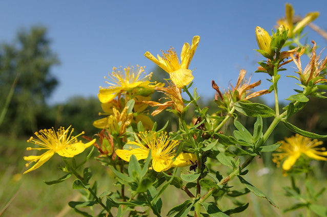 Johanniskraut in der Parforceheide