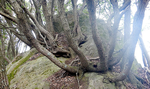 城山のウバメガシ