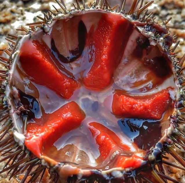 Seeigel, Oursin, halbiert, Delikatesse Bretagne, Wintermonate