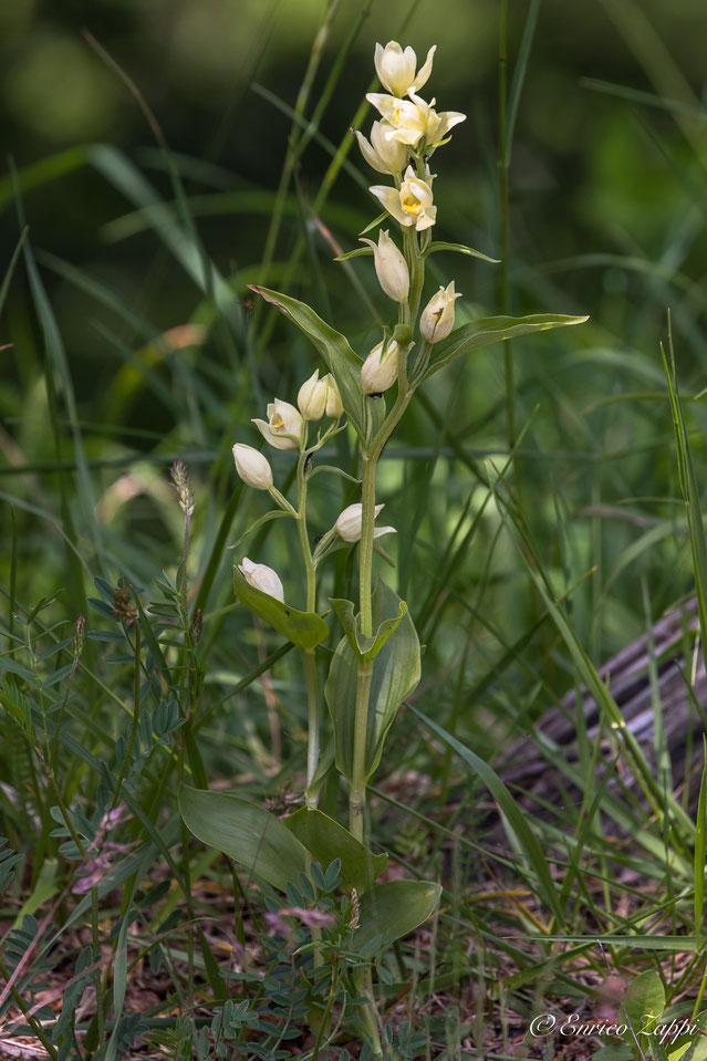 Cephalanthera damasonium.