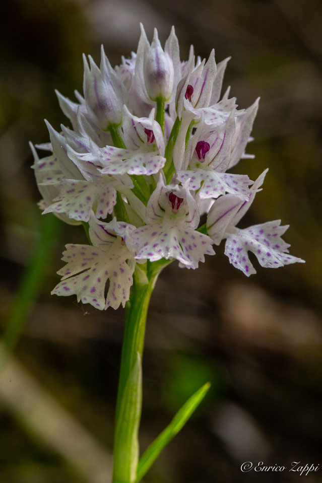 Neotinea tridentata bianca.