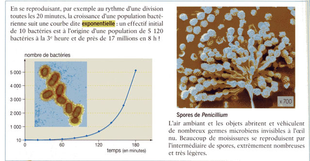 Modalités de reproduction des bactéries et champignons. Source : BORDAS 1ère ES/L p120.