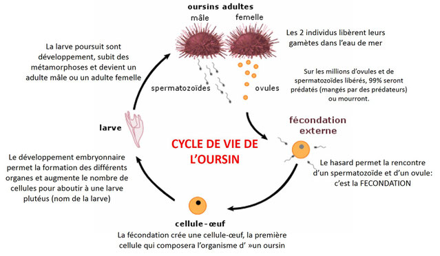 fécondation externe