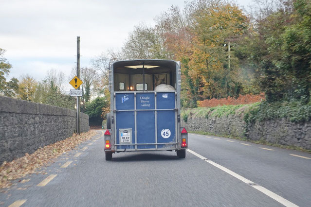 アイルランド 馬