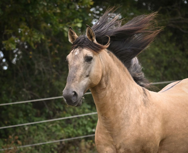 Rocky Mountain Horse étalon stallion colt isabelle dun ou dunskin