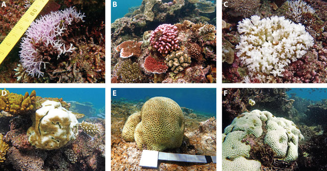 Bleaching responses vary between coral types. For example, corals such as Seriatopora (A), Stylophora (B) and Pocillopora (C) are more sensitive to heat stress than the more tolerant types such as Goniastrea (D), Favia (E) and Favites (F). Images: N. Cant