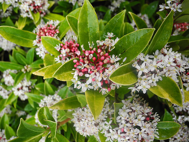 Skimmia japonica, Bienenzuchtverein Merkstein, Bienen Merkstein, Bienen Aachen, Bienenverein Merkstein, Bienenverein Aachen, Biene, Bienen, Merkstein