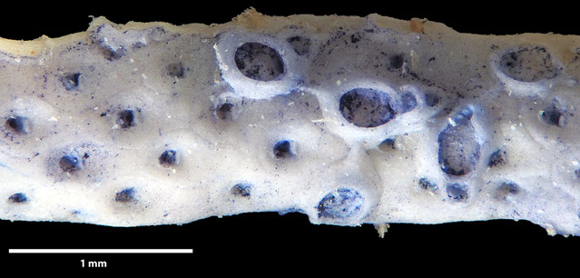 Senckenberg, Bryozoa, Bryozoen, Moostierchen, Sammlung Voigt