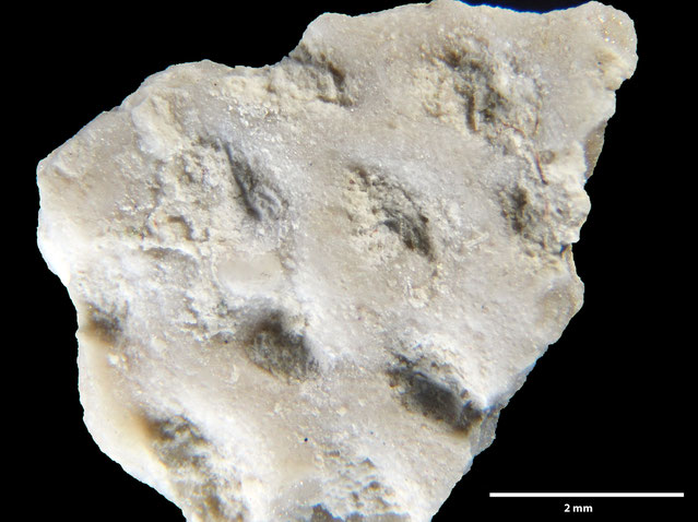 Senckenberg, Bryozoa, Bryozoen, Moostierchen, Sammlung Voigt