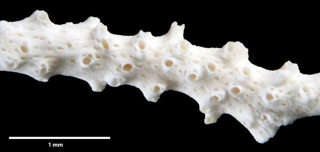 Senckenberg, Bryozoa, Bryozoen, Moostierchen, Sammlung Voigt