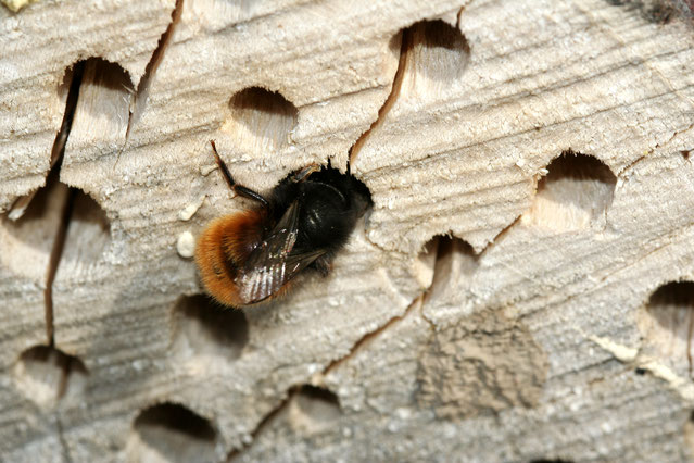 Mauerbiene an einer Nisthilfe, Foto: Helge May