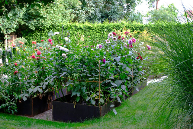 dieartigeGARTEN // August Garden - high beds with dahlias / Hochbeete mit Dahlien & Co