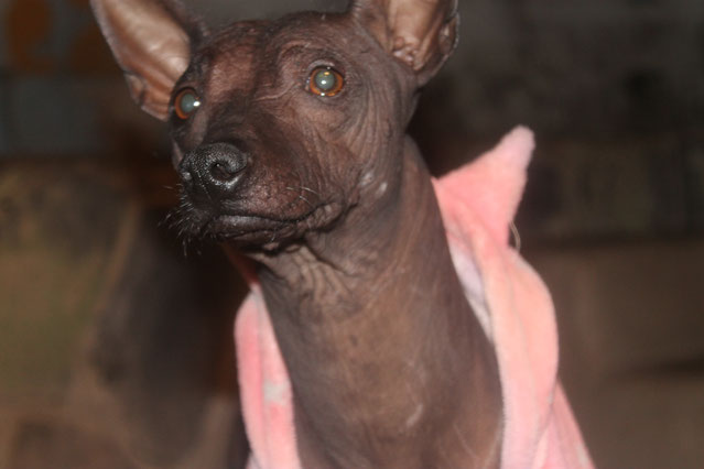 Fotografía a Aruma, xoloitzcuintle macho variedad sin pelo color negro. Somos Xolos Ramirez.