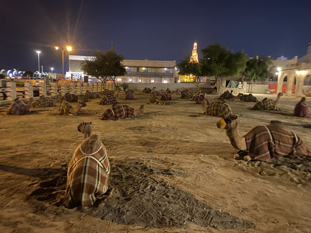 cammelli accampati nel centro di Doha di sera
