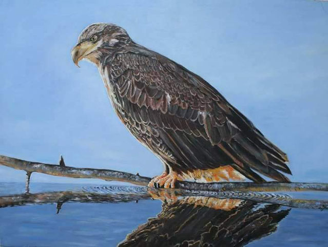 Seeadler 60 x 80 Öl.  850,00