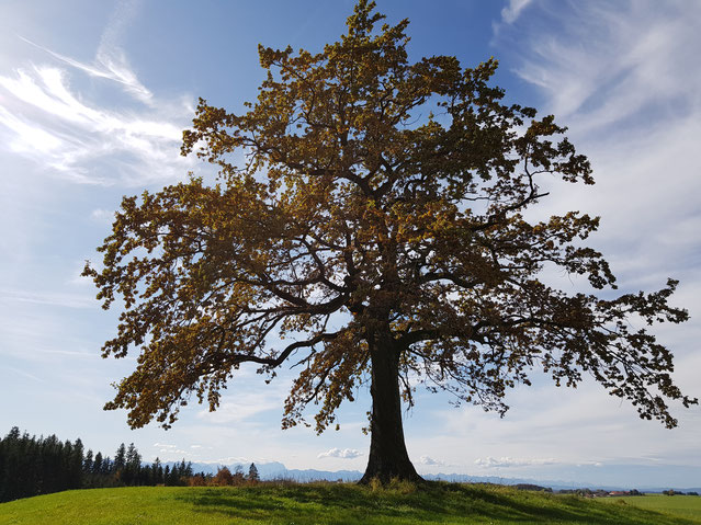 Tree of Münsing