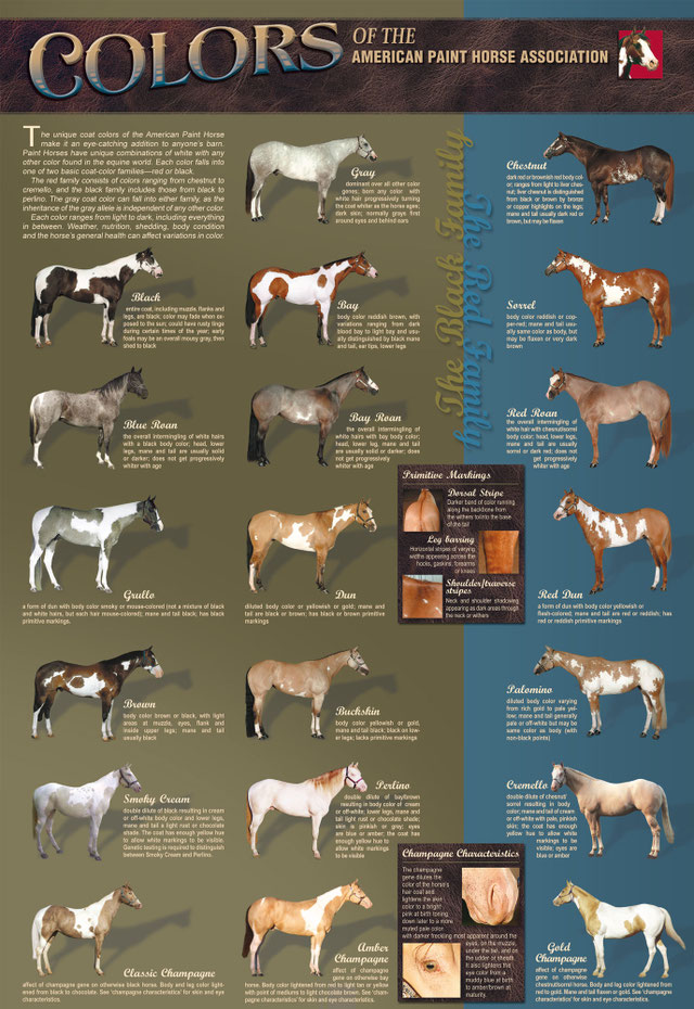 Zucht Swiss Paint Horse Association