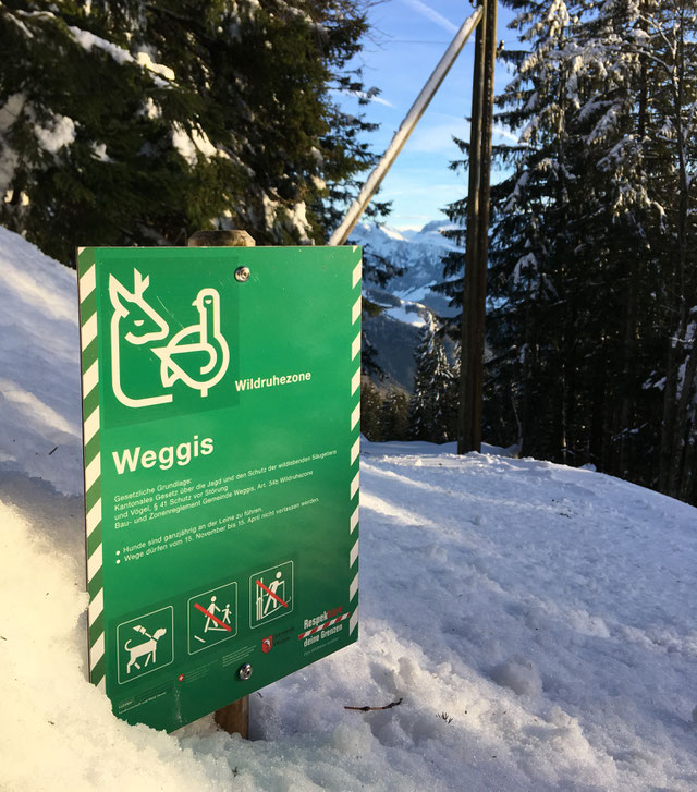 Wildruhezone - Jagdgesellschaft Weggis