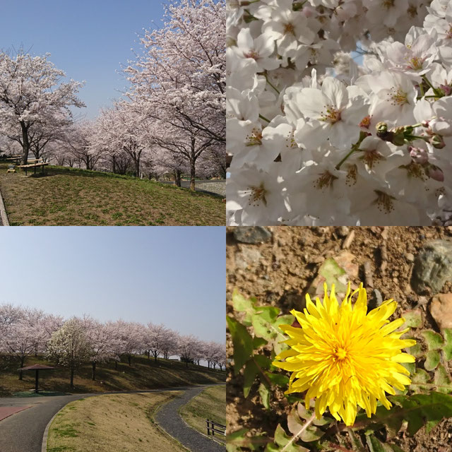 さくら　桜　サクラ　タンポポ　八王子山公園