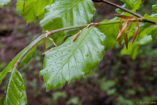 Buchenblatt