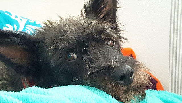 Hundesalon Hundefriseur Erfurt hundesalon kuschelwuschelhundechics