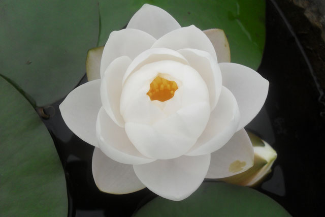 Nymphaea Siam Jasmine