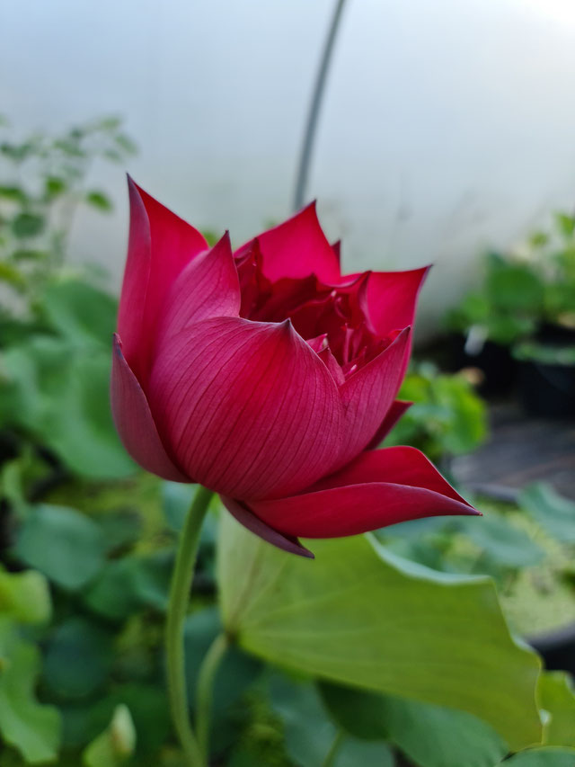 Nelumbo Red Bowl Lily