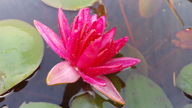 Nymphaea Black Cherry