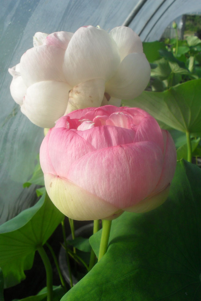 Nelumbo Table Lotus