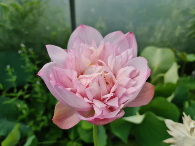 Nelumbo Peach Garden in Autumn