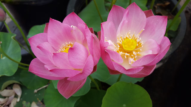 Nelumbo Xin Yun Jin