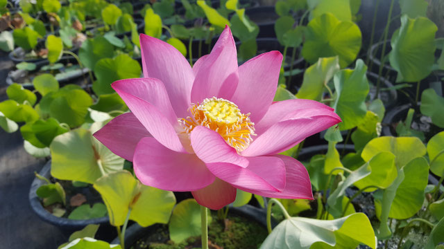 Nelumbo Lotusland's Raspberry Beauty