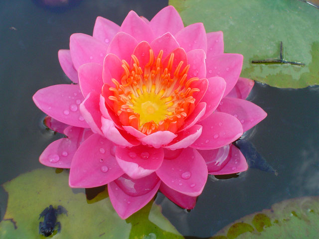 Nymphaea Perry's Viviparous Pink