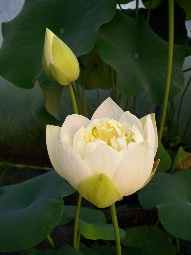 Nelumbo Golden Peony