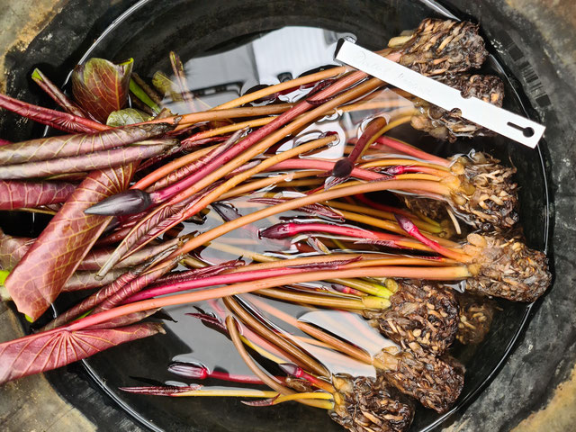 Frische tropische Seerosen fertig zum Einpflanzen