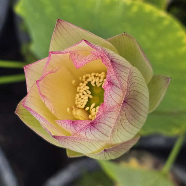 Nelumbo Splendid Sunset